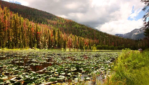 An image depicting the trail Lily Pad Lake via Lower and Upper Salt Lake Trail and its surrounding area.