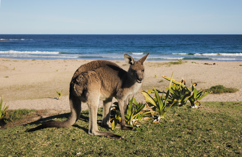 Croajingolong Wilderness Walk