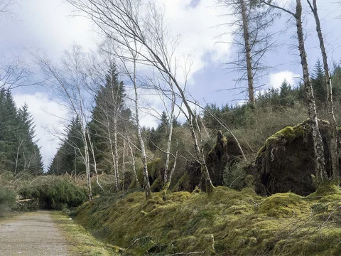 An image depicting the trail Touchstone Maze Trail from Strathpeffer and its surrounding area.