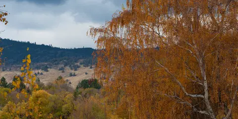 An image depicting the trail Woods Line State Trail and its surrounding area.
