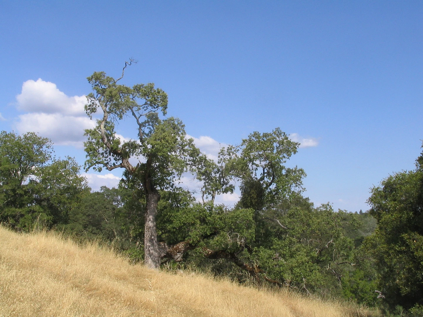An image depicting the trail Middle Ridge, Blue Ridge, Mount Sizer, China Hole and Corral Loop Trail and its surrounding area.