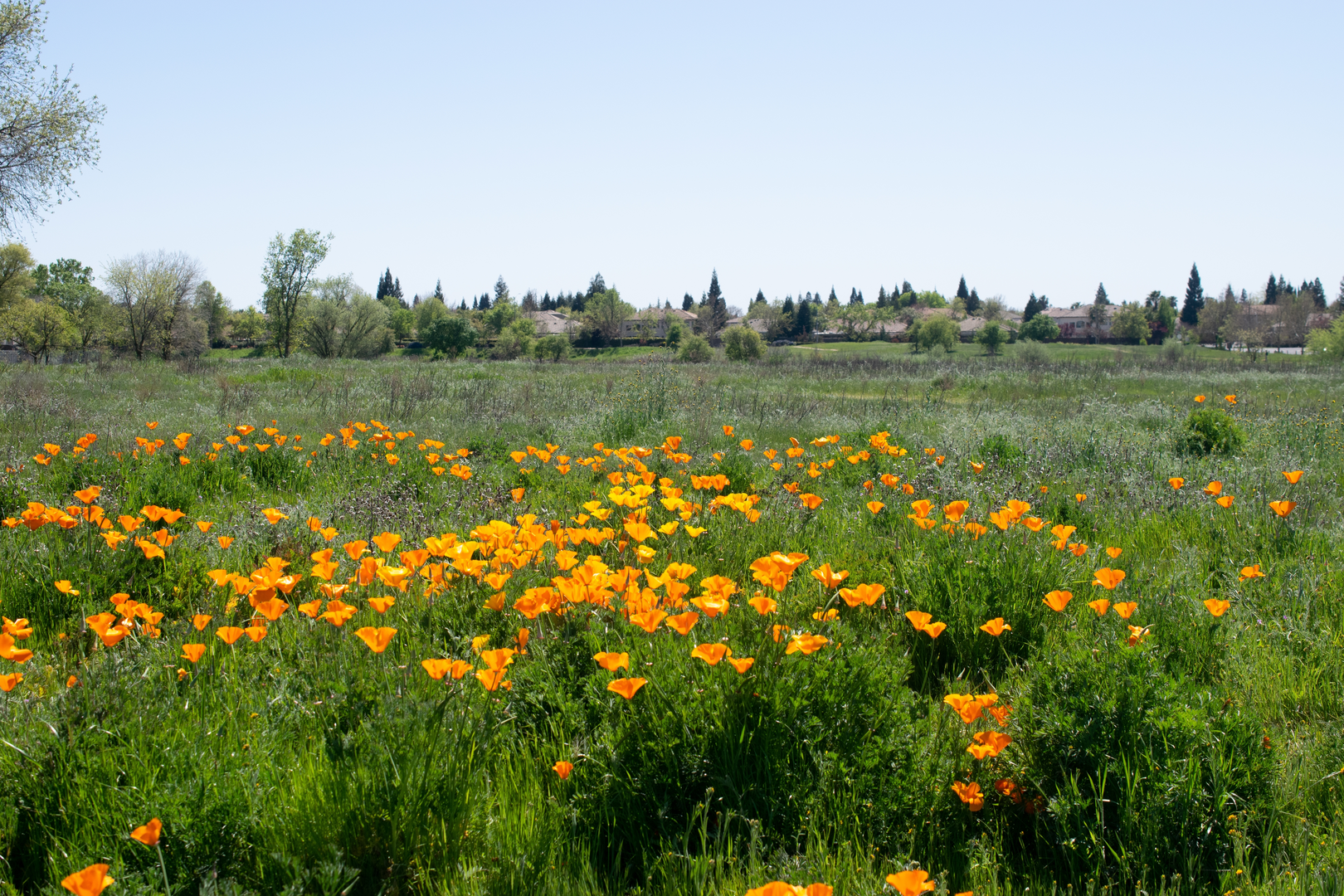 An image depicting the trail Secret Ravine Out and Back and its surrounding area.