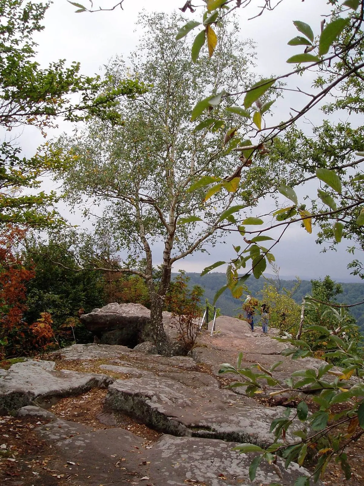Drachenfels and Durchbuckhoehle Loop