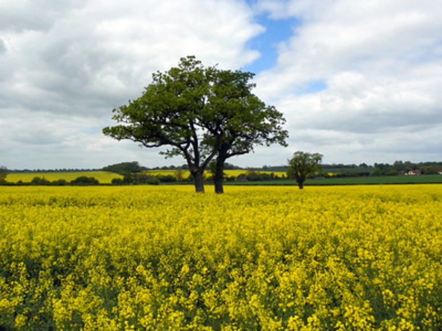 An image depicting the trail Harvey's Wood and Stocking Wood Plantation Loop and its surrounding area.