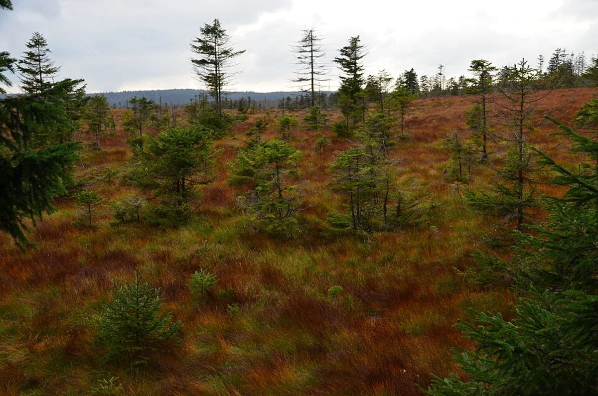 River Niers, Burgbenden and Im Großen Bruch Loop via Niersauen Runde