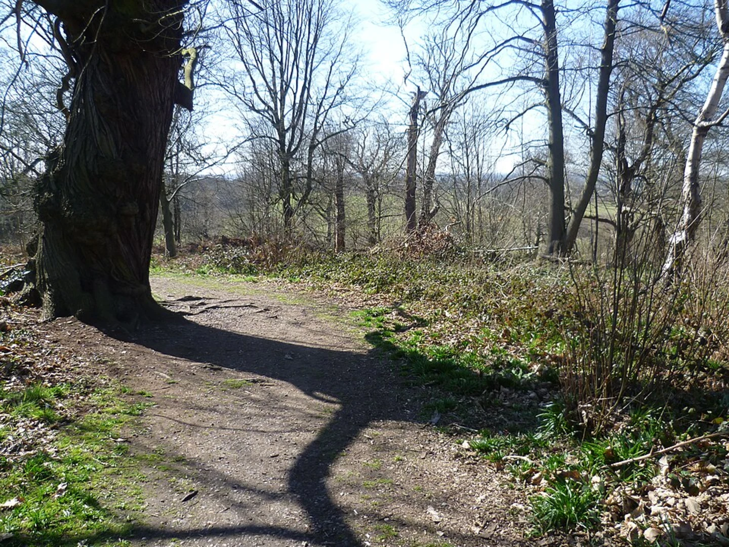 An image depicting the trail Ashenbank Wood and Cobham Loop and its surrounding area.