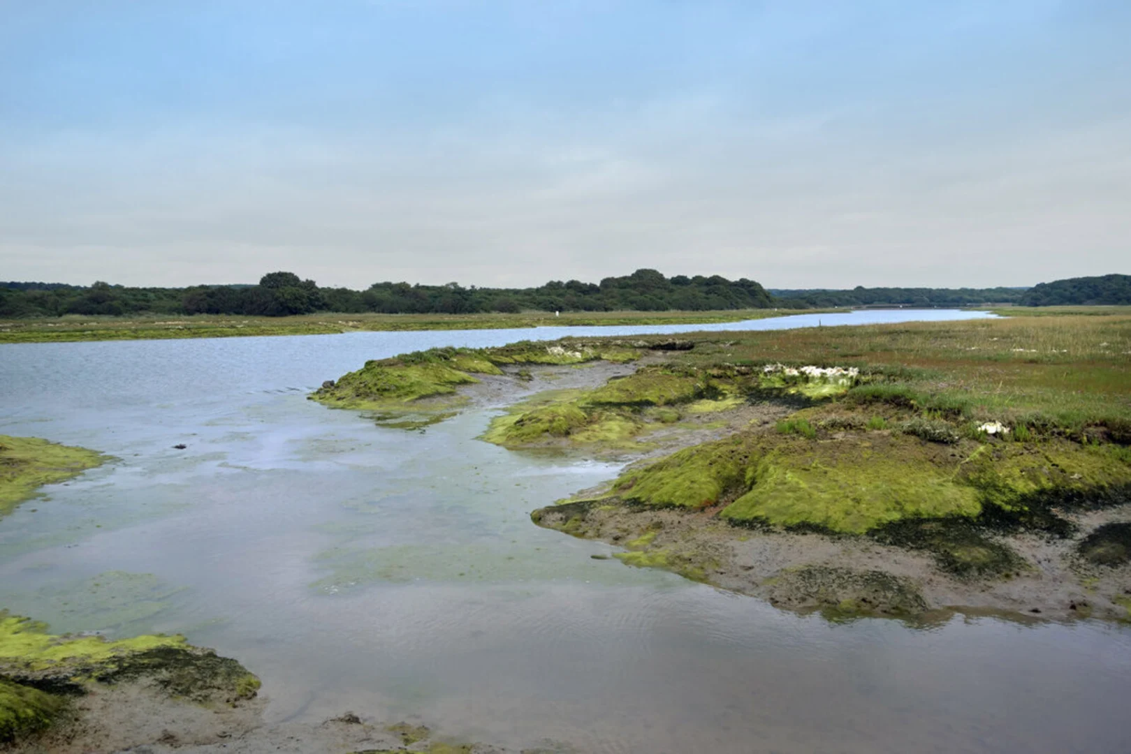 An image depicting the trail Town Copse and Old Saltern and its surrounding area.