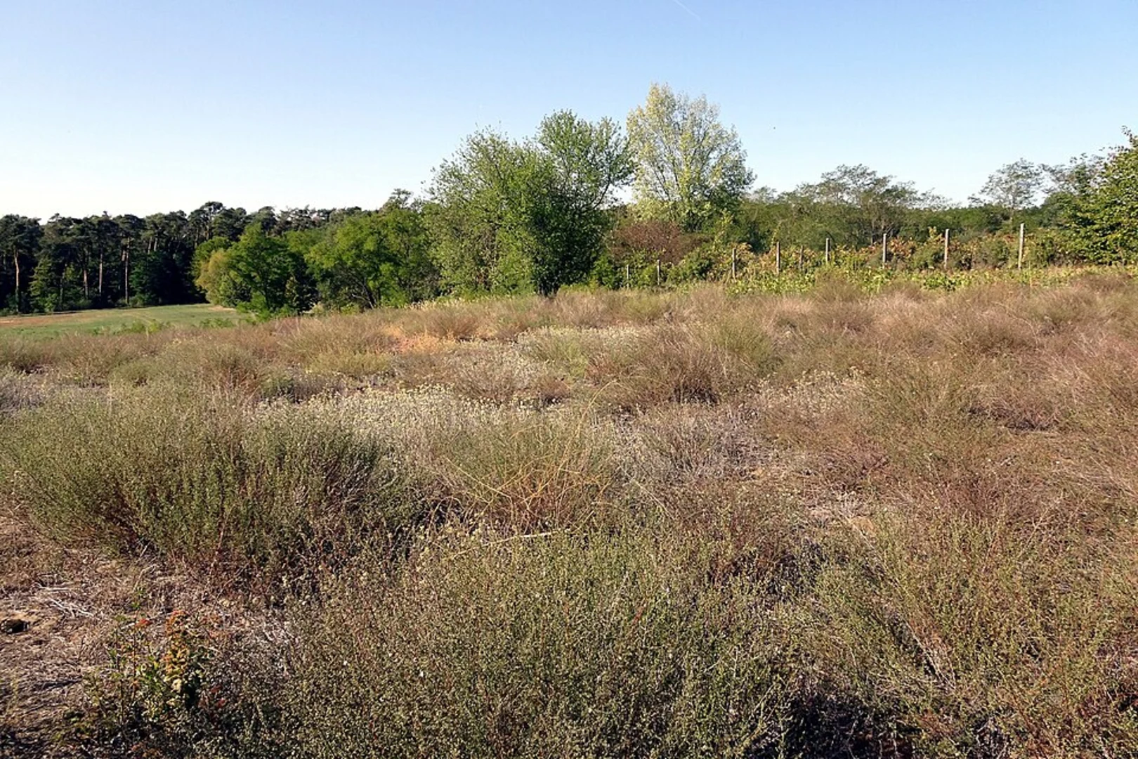 An image depicting the trail Friedhof Elfringhausen and Rothenhaus Loop and its surrounding area.
