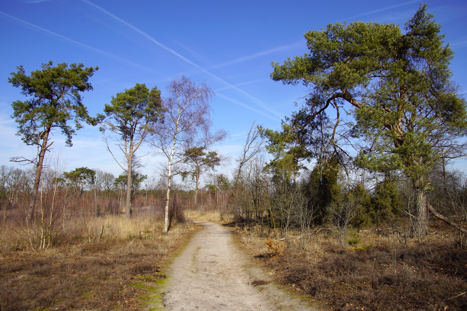 An image depicting the trail Achter t Heezerenbosch and De Oeffels Loop and its surrounding area.