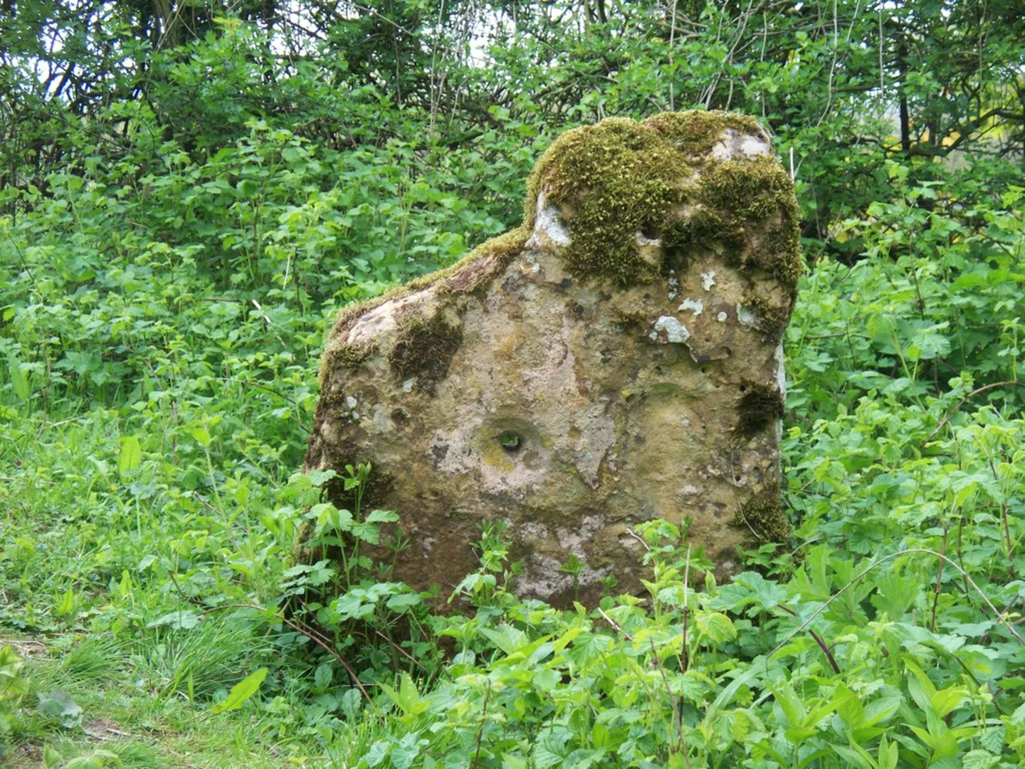 An image depicting the trail Weston Park Loop and its surrounding area.
