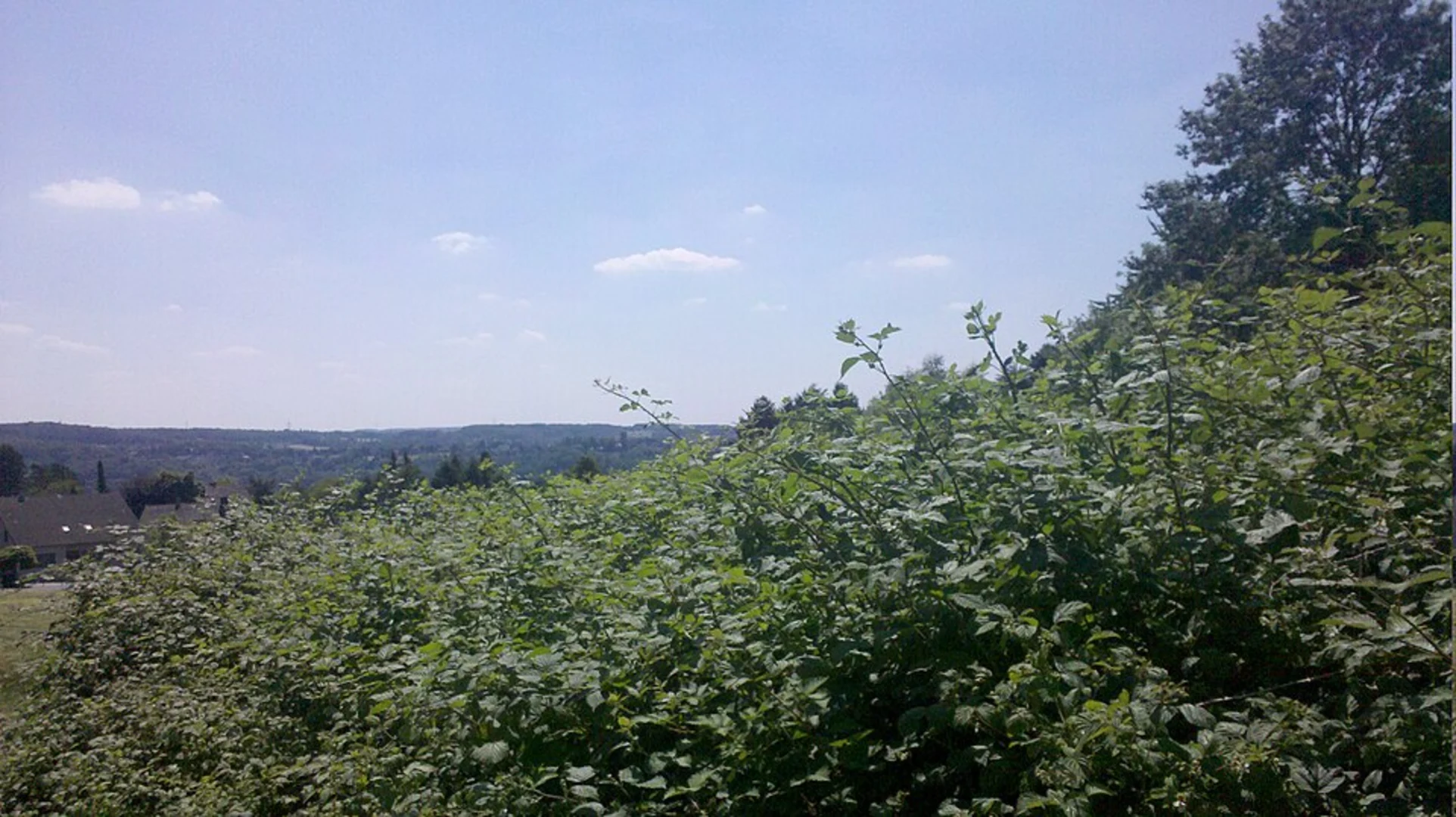 An image depicting the trail Stiepel Circular Walk and its surrounding area.