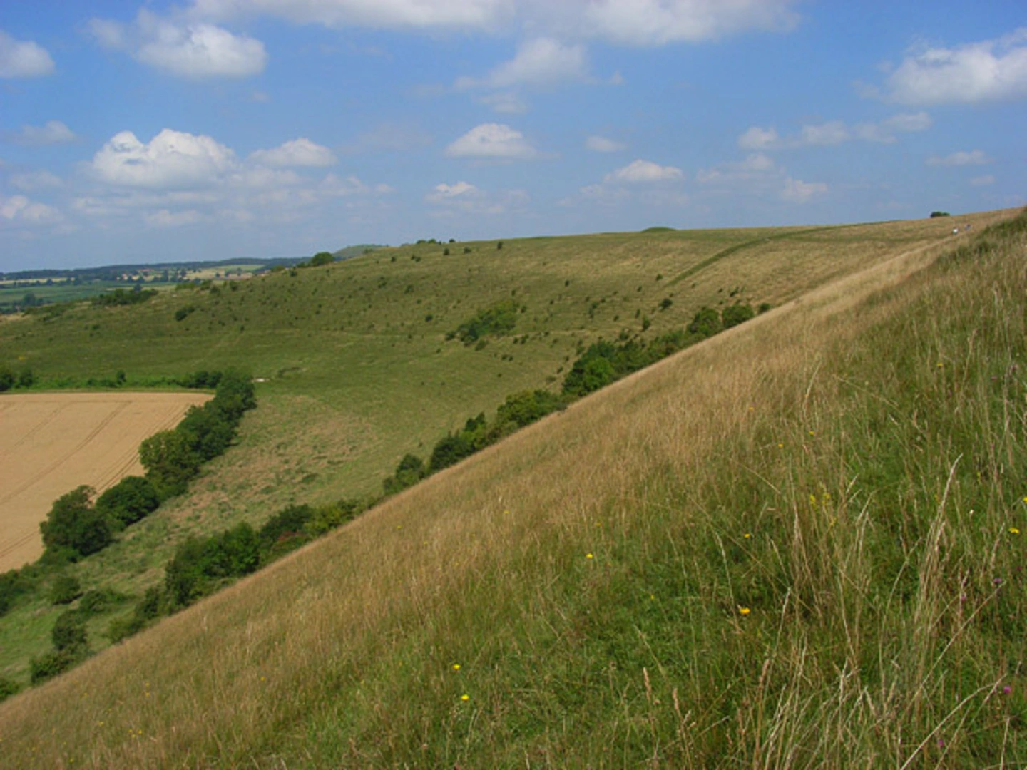An image depicting the trail Swallowcliffe Down and White Sheet Hill Loop and its surrounding area.