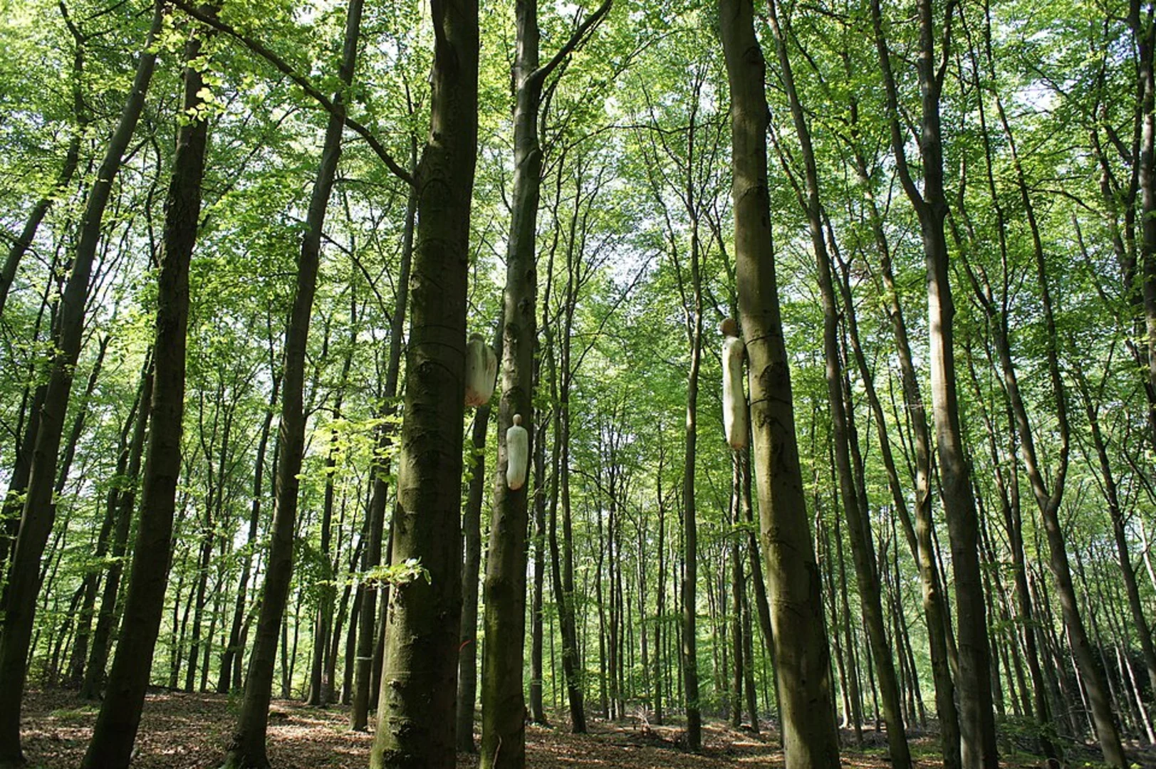 An image depicting the trail Duisburger Stadtwald Loop via Nur Guterverkehr and Haus Hatenfels and its surrounding area.