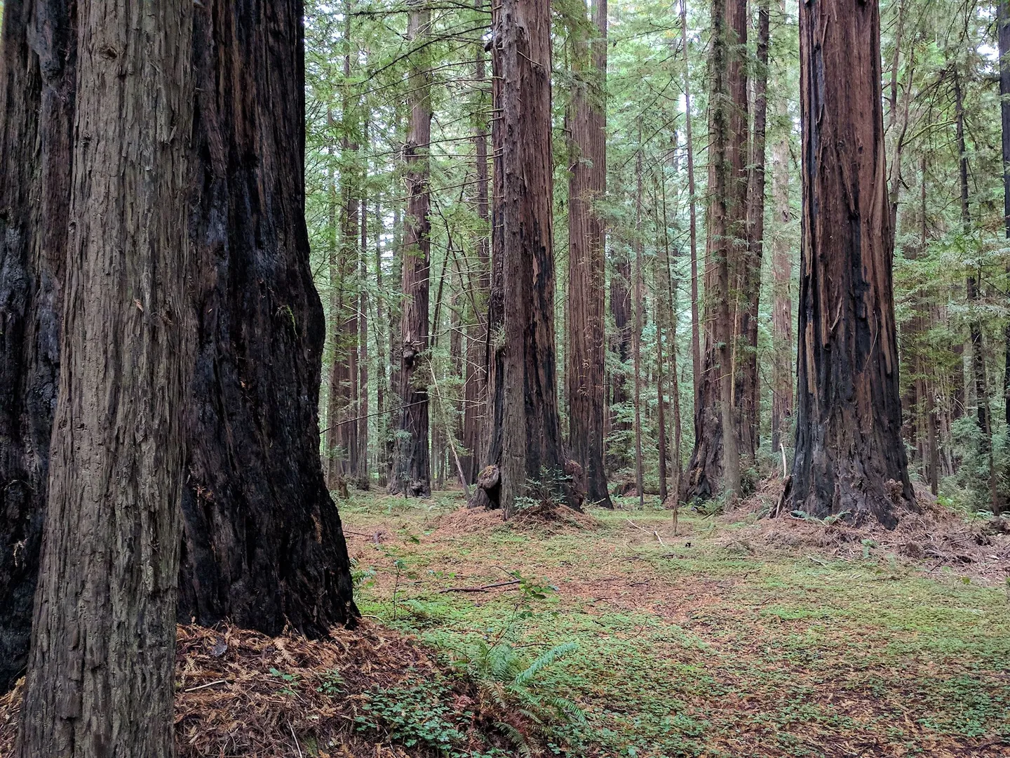 An image depicting the trail Gould Grove Nature Loop Trail and its surrounding area.