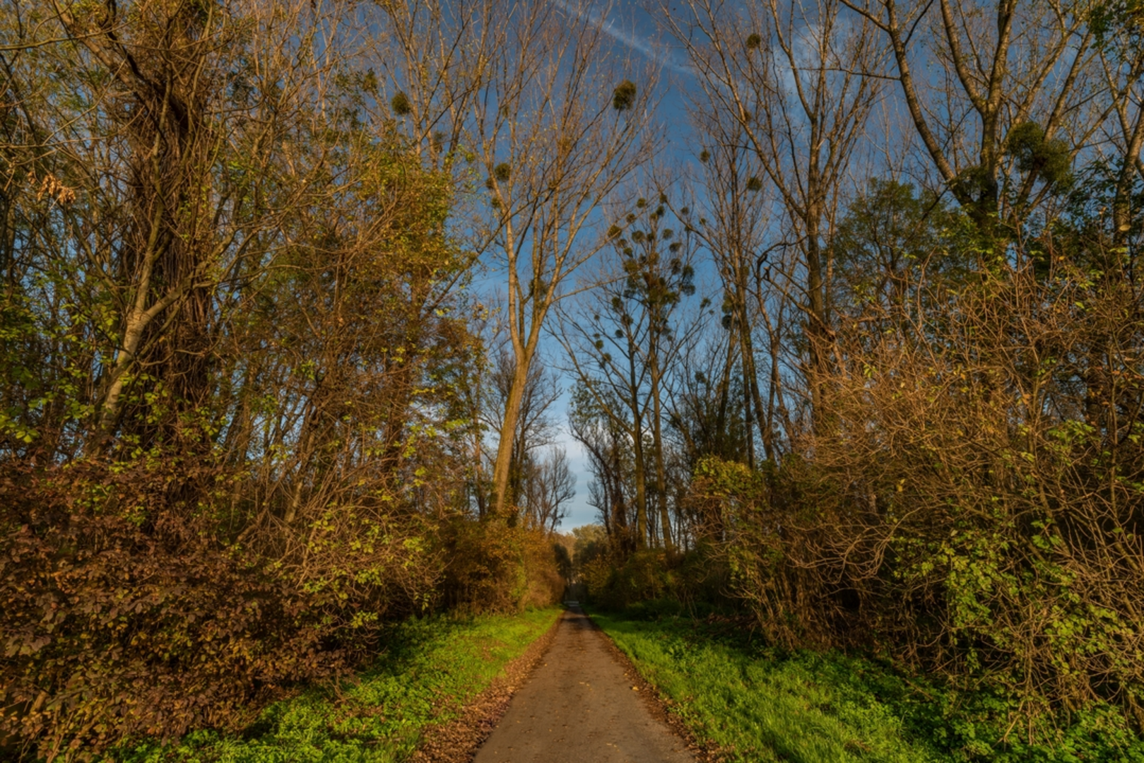 An image depicting the trail Pfenningberg Hike and its surrounding area.