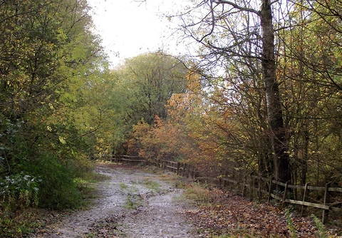 An image depicting the trail Baggeridge Country Park Loop and its surrounding area.