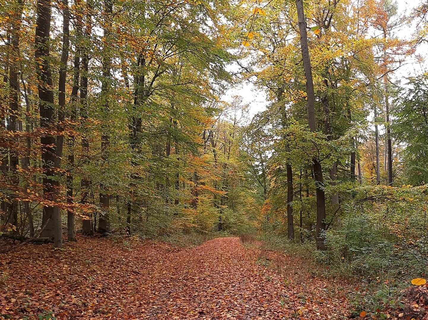 An image depicting the trail Limeswanderweg and Saar Schlesien Weg Loop and its surrounding area.