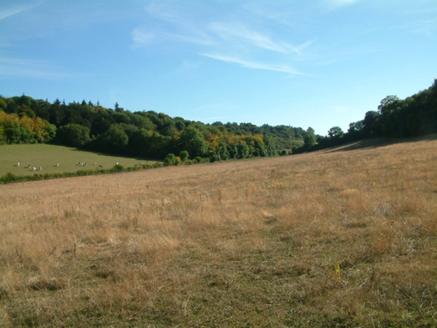 An image depicting the trail Meenfield Wood and Shoreham Loop and its surrounding area.
