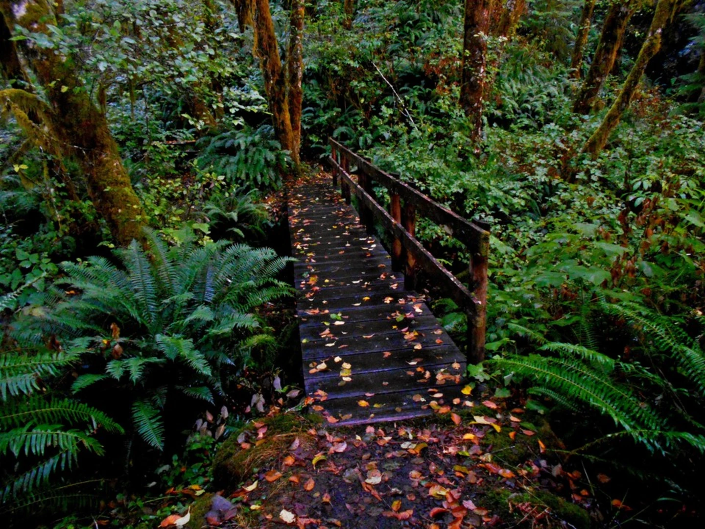 An image depicting the trail Pawn Trail and its surrounding area.