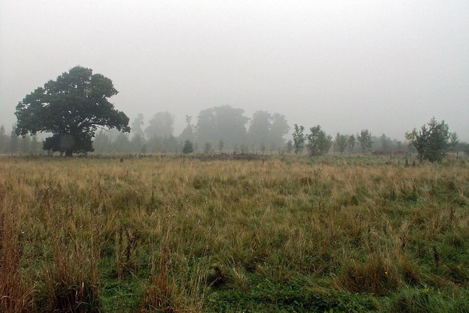 An image depicting the trail Londonthorpe Woodland Loop and its surrounding area.