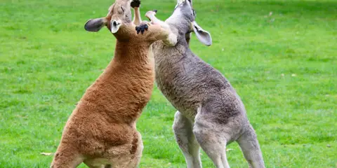 An image depicting the trail Sea To Summit Trail and its surrounding area.