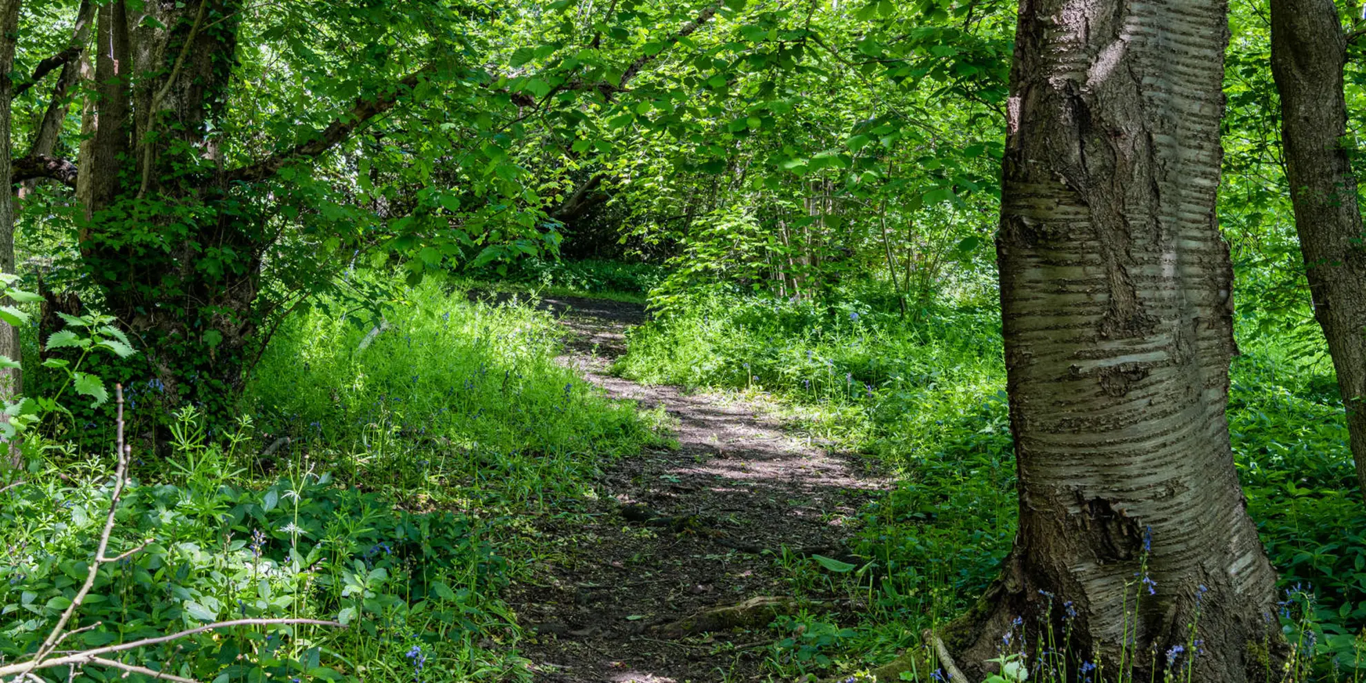 An image depicting the trail Moor Park to Rickmansworth Walk and its surrounding area.