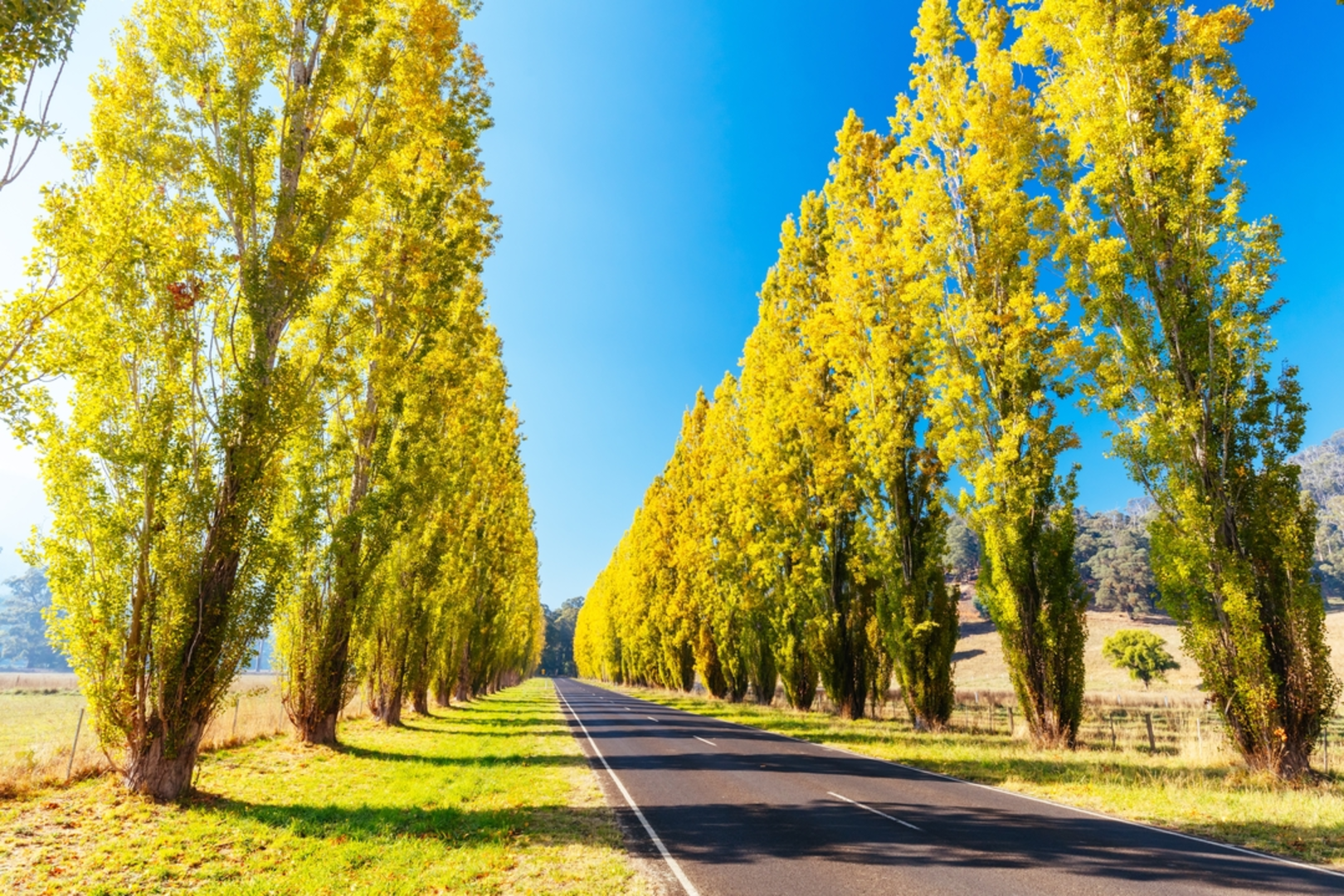 An image depicting the trail Michaeldene Trail and its surrounding area.