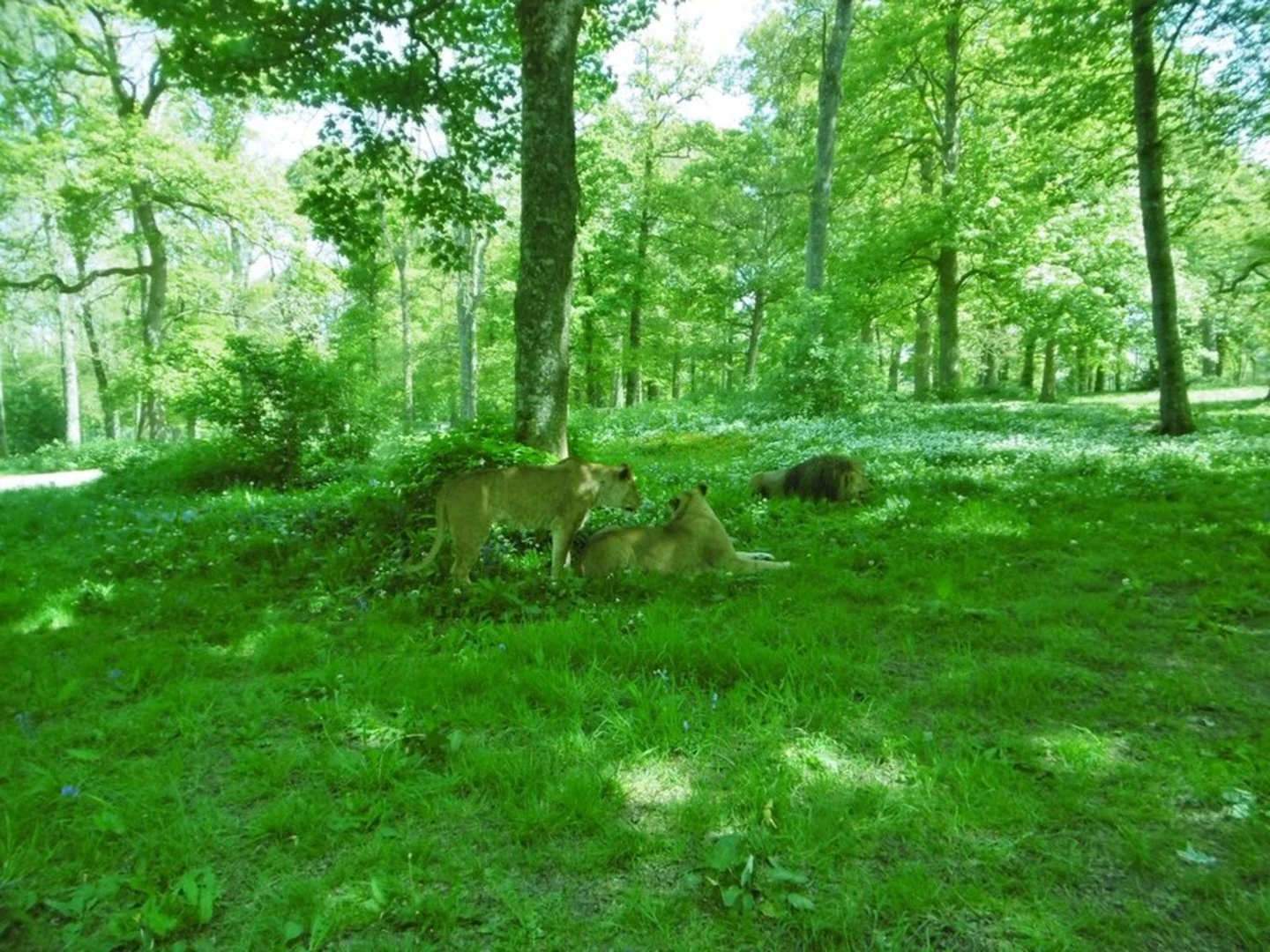 An image depicting the trail Shear Water and Longleaf Forest Walk and its surrounding area.