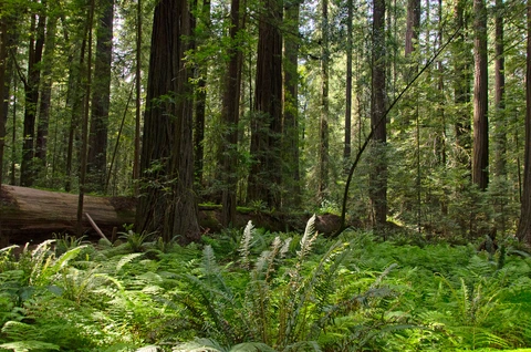 Founder's Grove Loop Trail