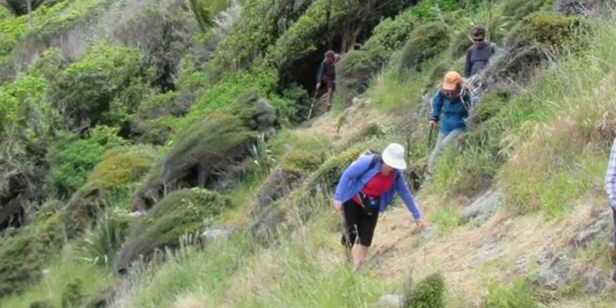 Nīkau Palm Gully Scenic Reserve Walk