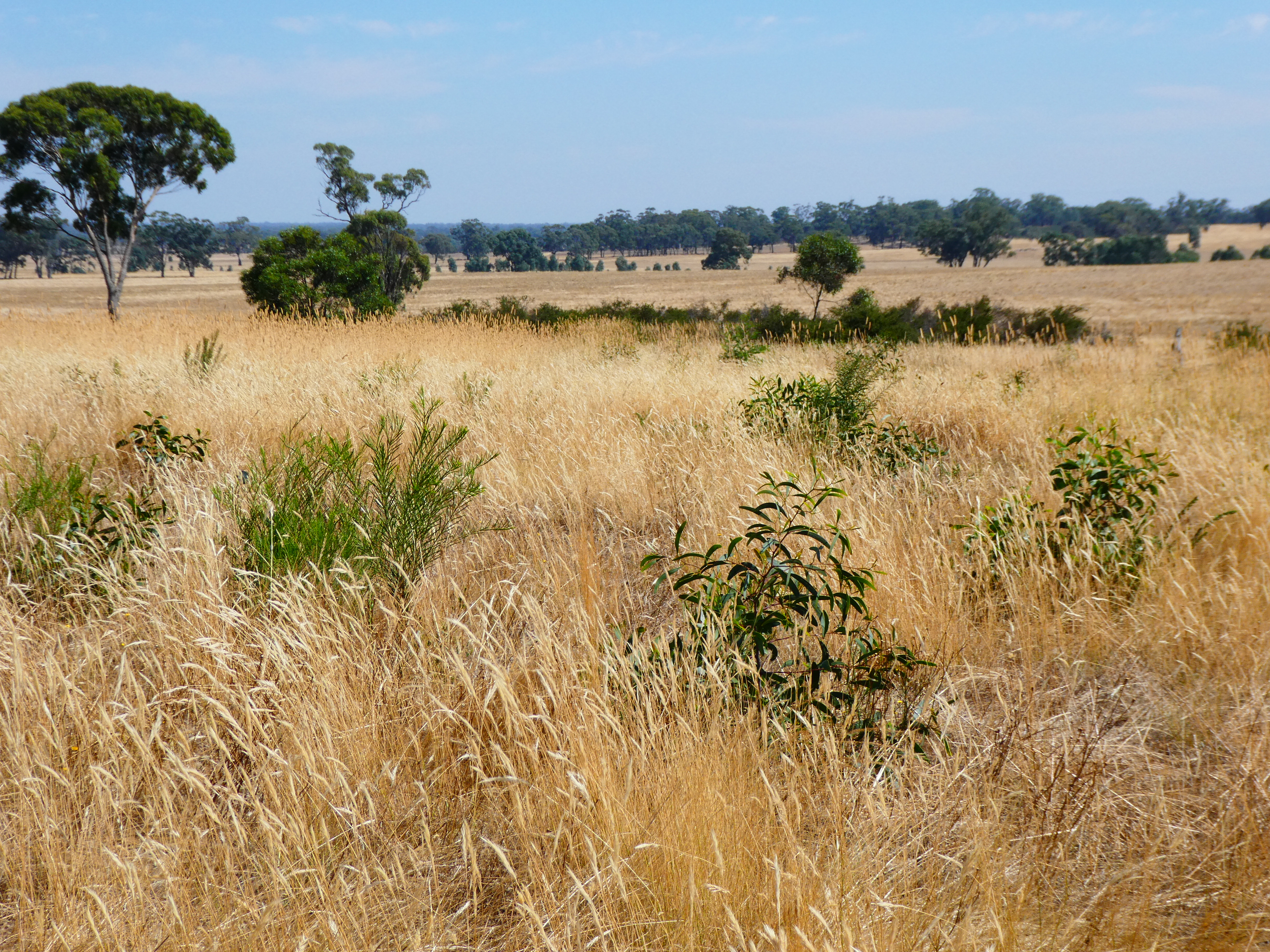 An image depicting the trail Kara Kara National Park and its surrounding area.