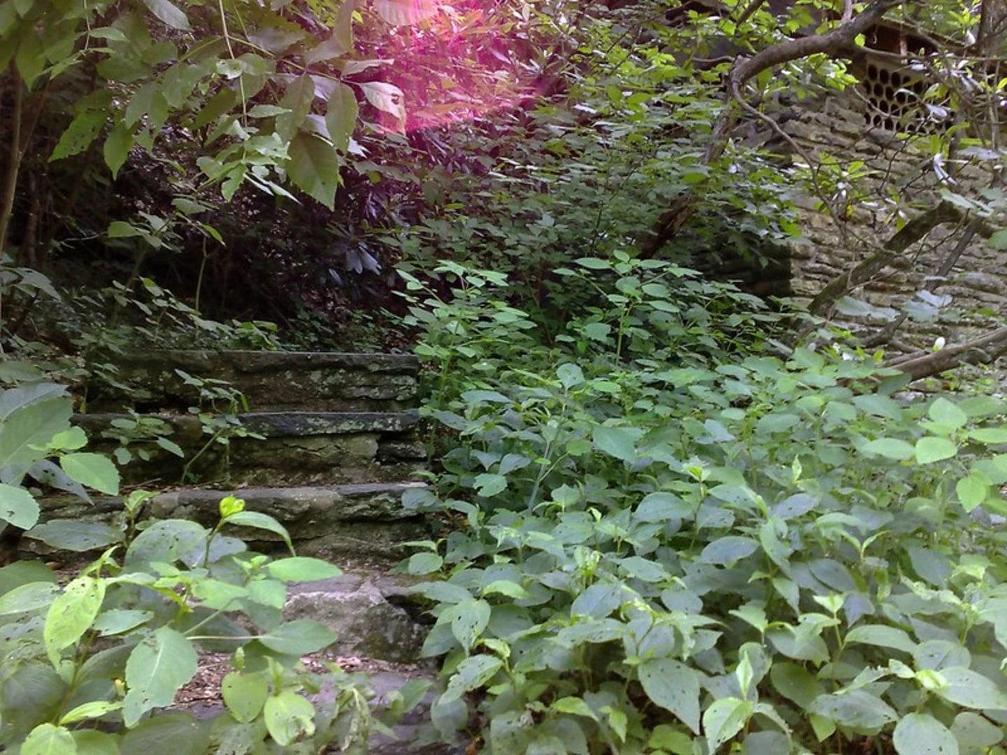 An image depicting the trail Salvatore Pachella Memorial Field - Yellow Trail and its surrounding area.