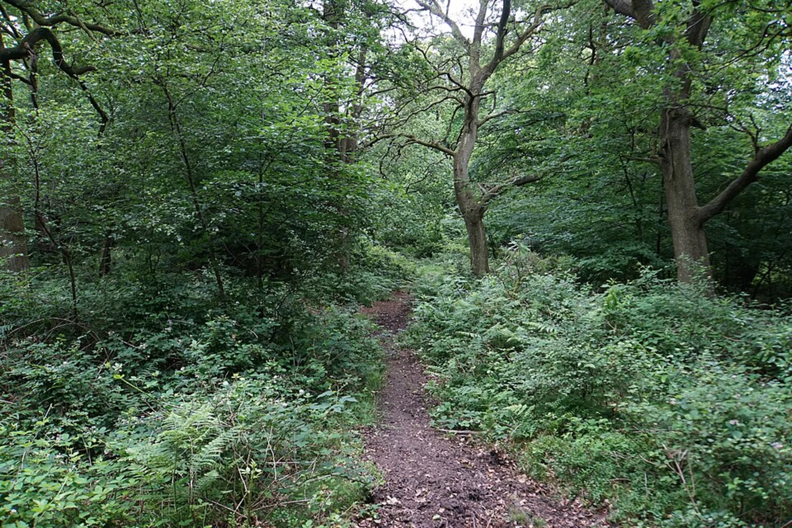 An image depicting the trail Bagborough Plantation, Wills Neck and Great Hill Loop and its surrounding area.