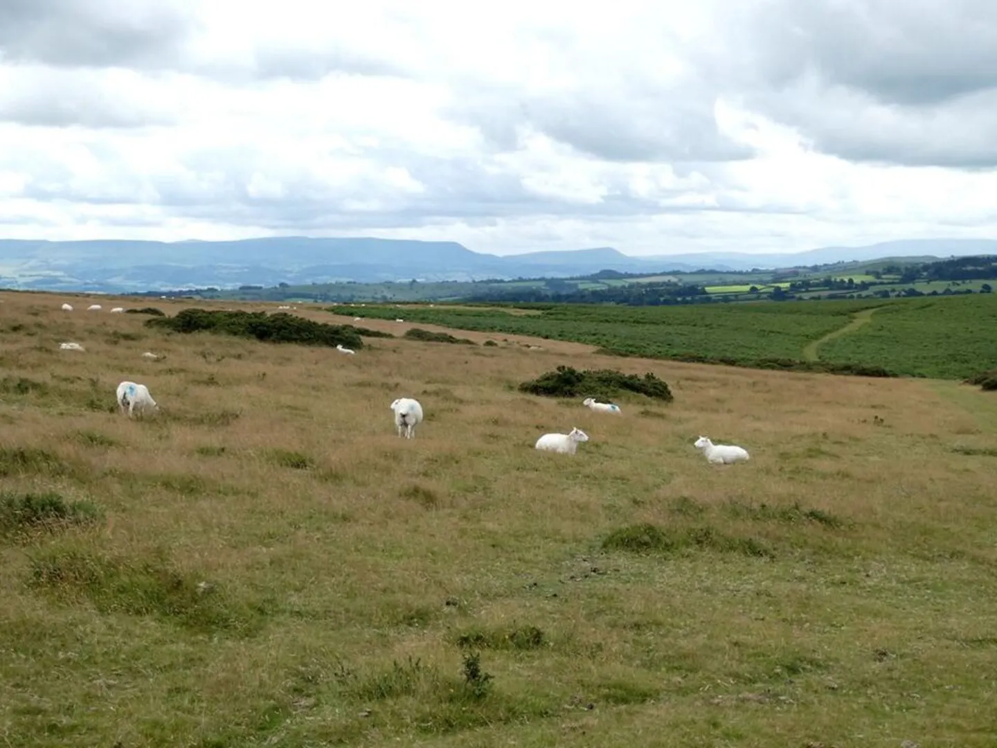 An image depicting the trail Hergest Ridge and its surrounding area.