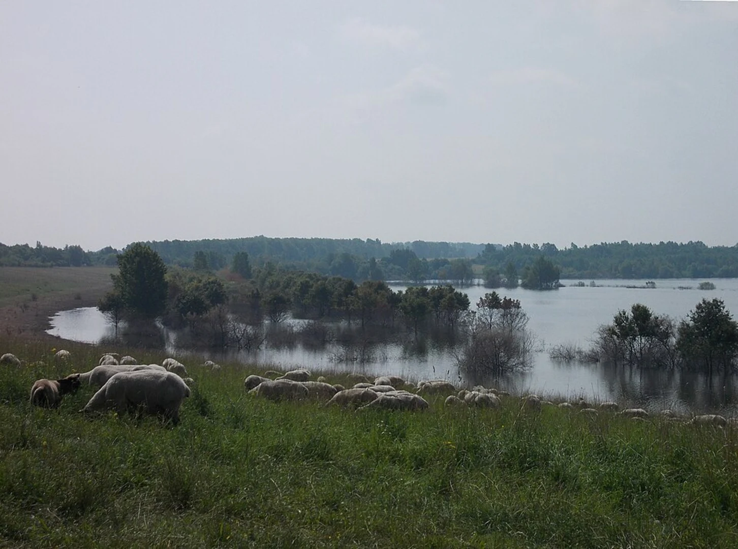 An image depicting the trail Speicherbecken Borna Loop and its surrounding area.