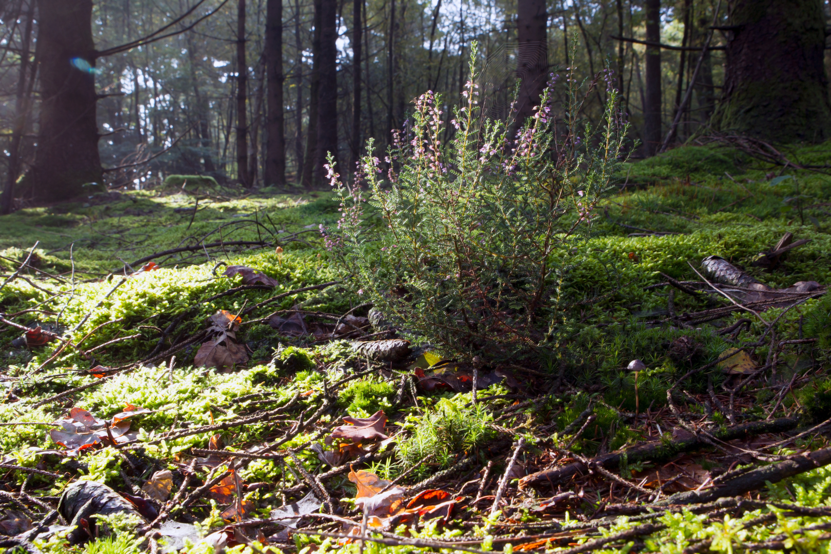 An image depicting the trail Commissaris Cramerpad and Boswachterij Ruinen Loop and its surrounding area.