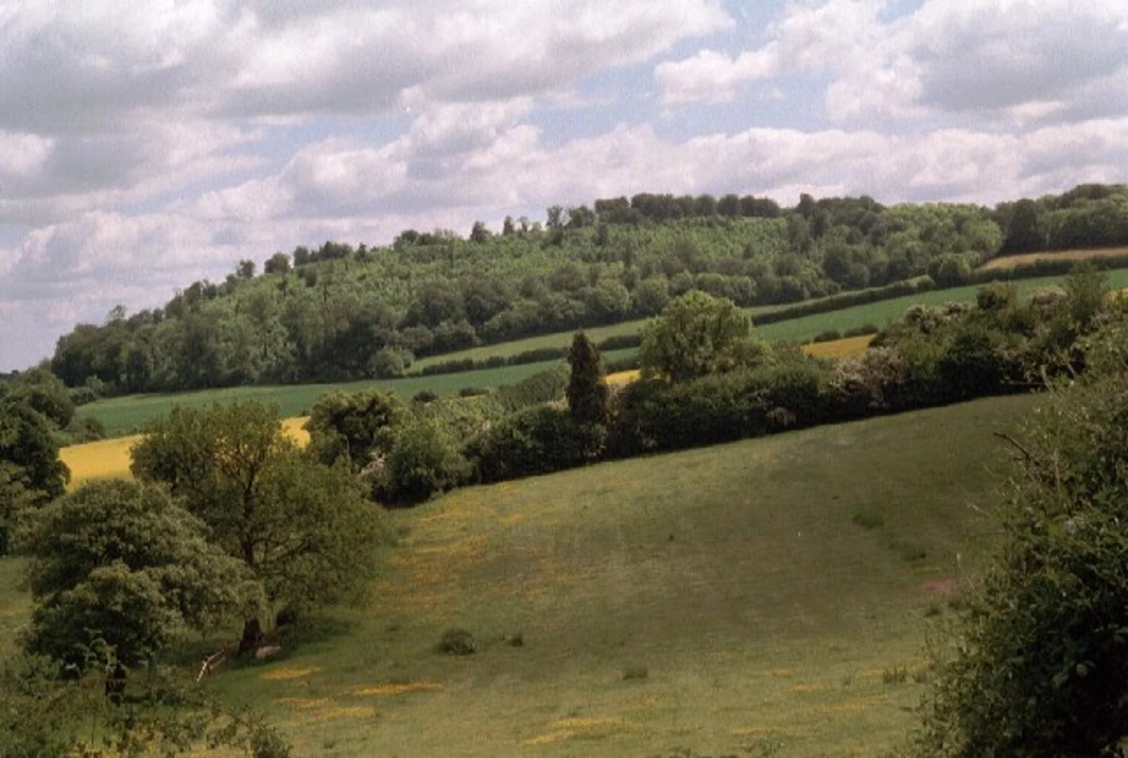 An image depicting the trail Dorton Wood, Coombe Wood, High Wood Hanger and Selborne Hill Loop and its surrounding area.