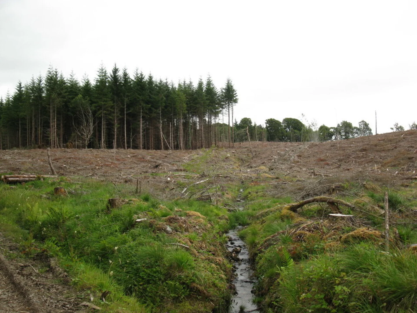 An image depicting the trail Culloden Wood Trail and its surrounding area.