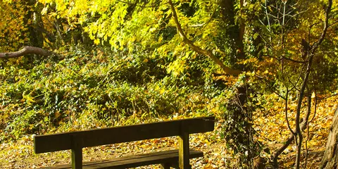 An image depicting the trail Killynether Wood and its surrounding area.