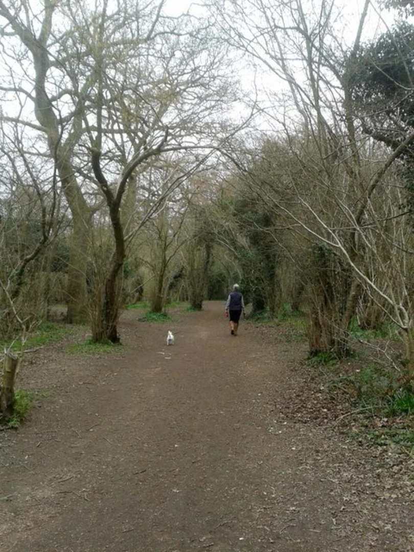 An image depicting the trail Worcester Woods Country Park Loop and its surrounding area.