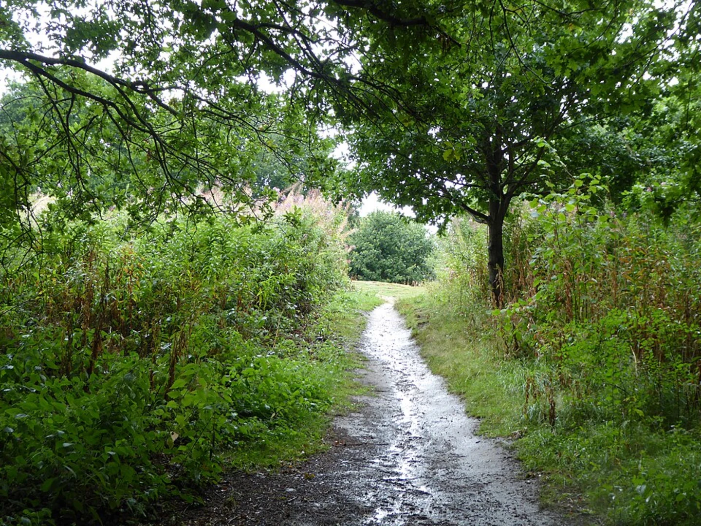An image depicting the trail Westleton to Southwold Common Walk and its surrounding area.
