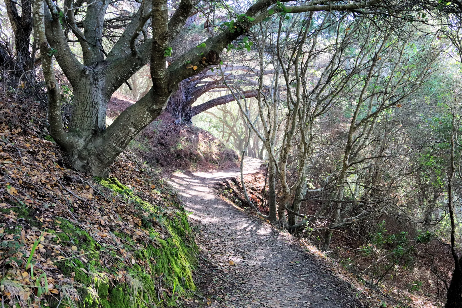 An image depicting the trail Quail Trail and Lice Oak Nature Loop and its surrounding area.