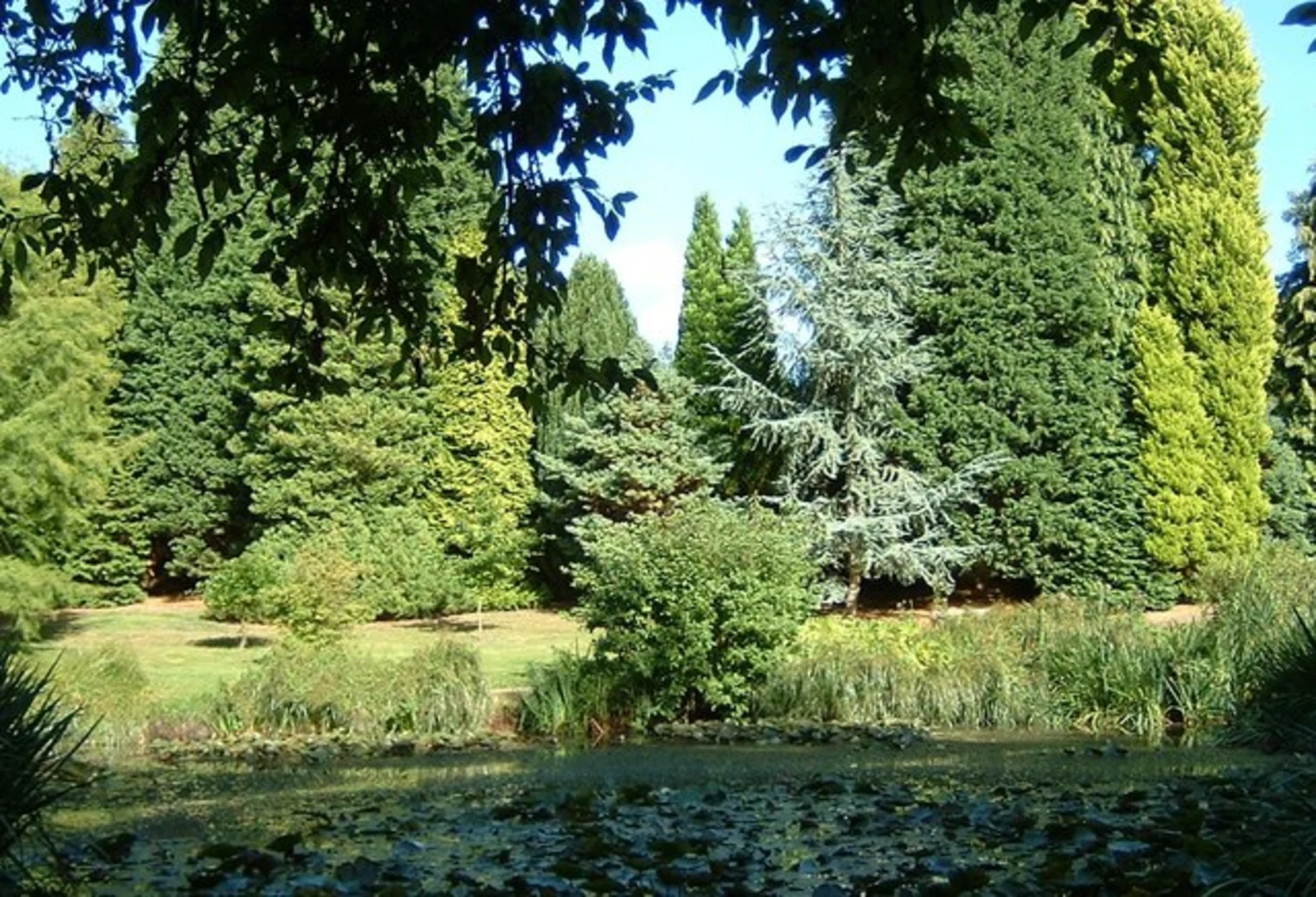 An image depicting the trail Asher's Bottom, High Topped Oak and Furzey Gardens Loop and its surrounding area.