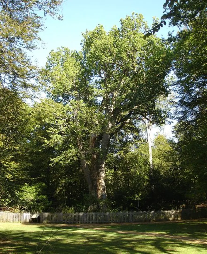 An image depicting the trail Knightwood Oak Walk and its surrounding area.
