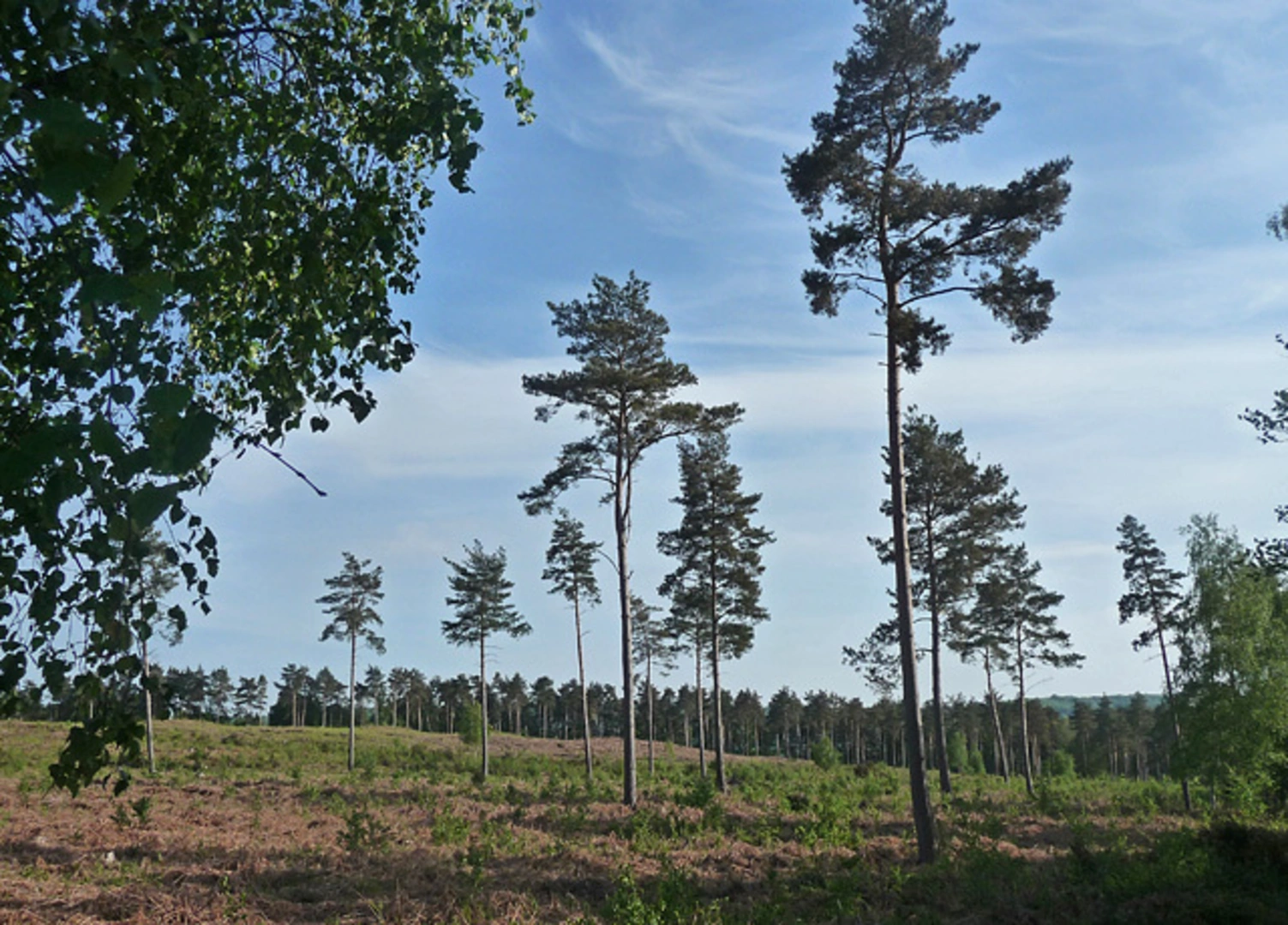 An image depicting the trail Lavington Common Loop and its surrounding area.