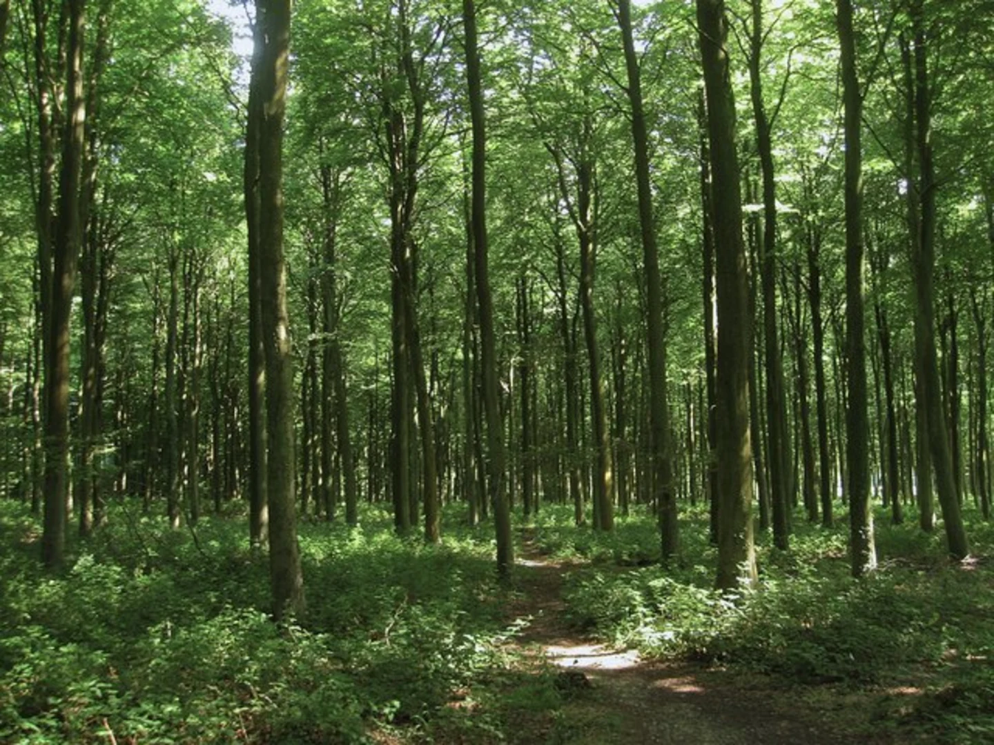 An image depicting the trail Wephams Wood, Angmering Park Estate Walk and its surrounding area.