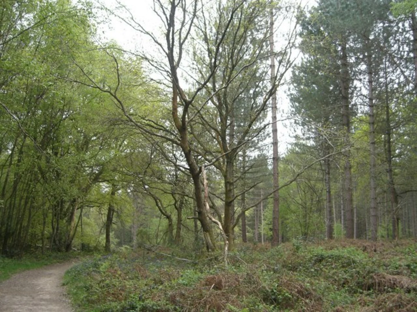 An image depicting the trail St Leonard's Forest Loop and its surrounding area.