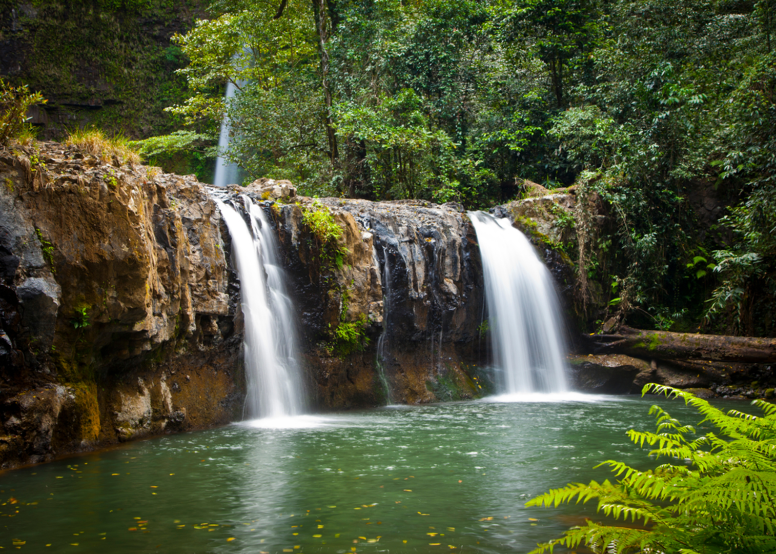 An image depicting the trail Silver Creek Falls Track and its surrounding area.