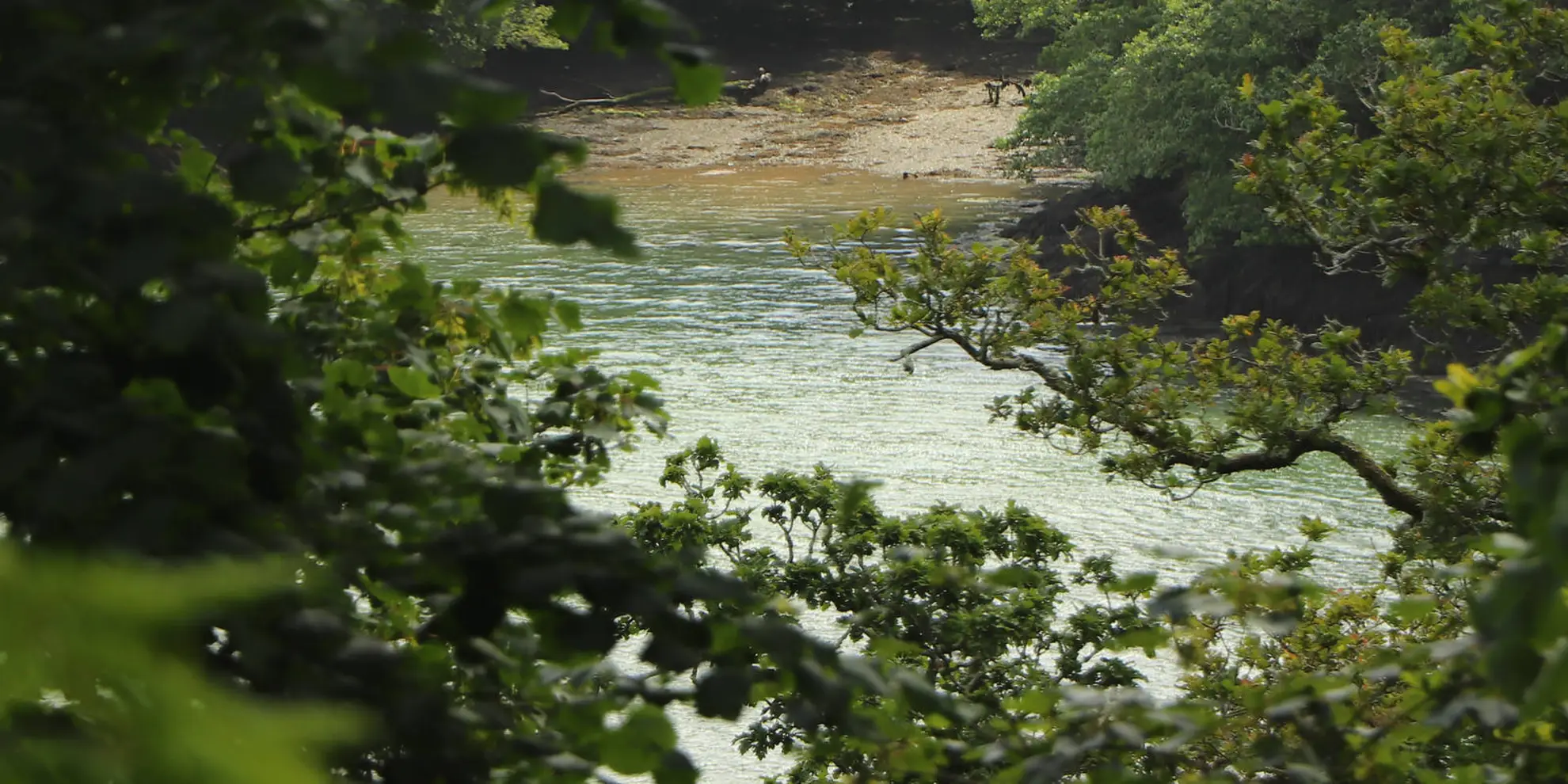 An image depicting the trail Trelissick to Roundwood Quay Walk and its surrounding area.