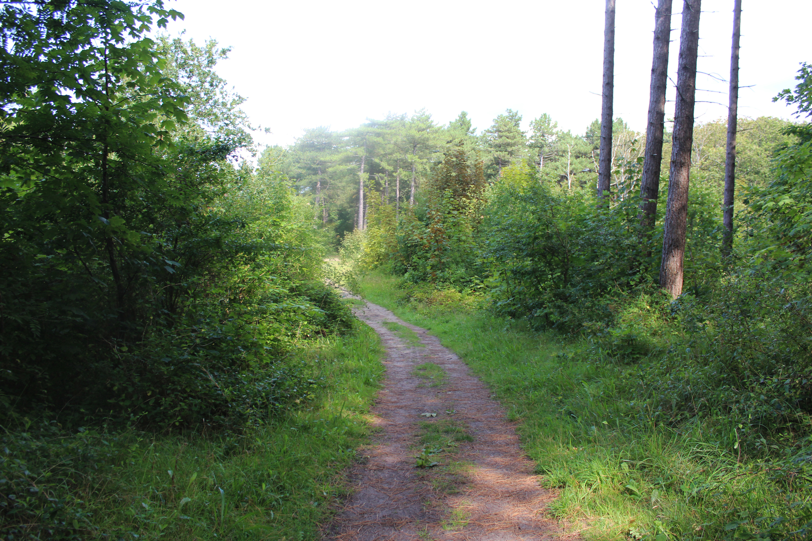 An image depicting the trail Heerenweide and Zuiderachterveld Loop and its surrounding area.